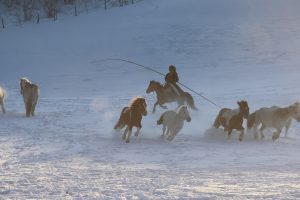 Read more about the article 冬季骑马注意事项