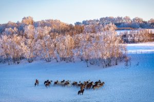 Read more about the article 坝上·冰雪草原蒙古马风光摄影