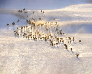 Read more about the article 乌兰布统雪地越野穿越招募